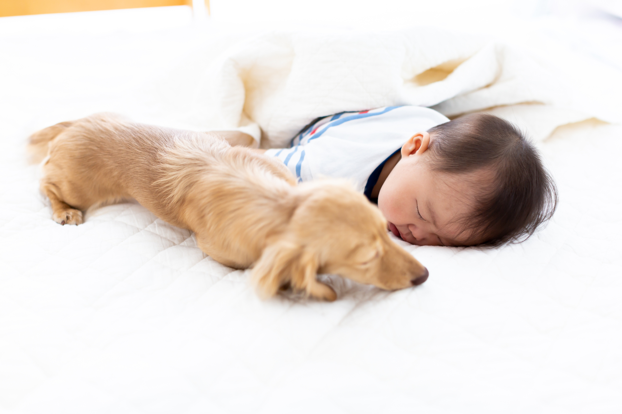 赤ちゃんと犬